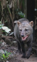 Short-Eared Dog photo 3