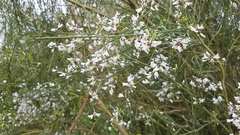 Retama monosperma