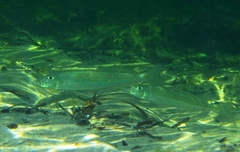 Sillaginodes punctatus