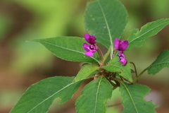Impatiens santisukii