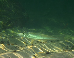 Sillaginodes punctatus