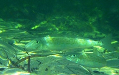 Sillaginodes punctatus