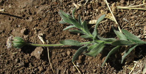 Felicia clavipilosa image