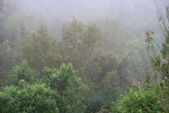 Leucadendron conicum