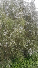 Retama monosperma