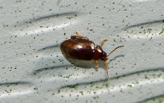 Psylliodes affinis