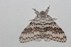 Lymantria brotea