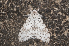 Lymantria alexandrae