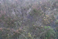 Leucadendron conicum