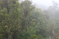 Leucadendron conicum