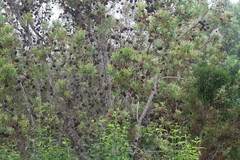 Leucadendron conicum