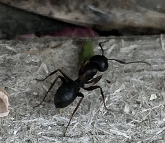 Camponotus herculeanus