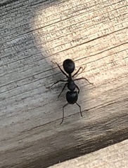 Camponotus herculeanus