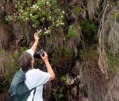 Osmitopsis osmitoides
