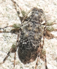Sternidius mimeticus