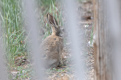 Lepus tolai
