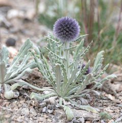 Echinops humilis