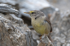 Phylloscopus griseolus