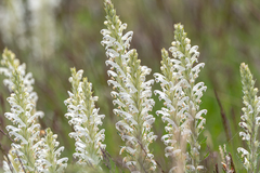 Pedicularis achilleifolia