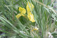 Iris potaninii