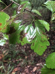 Crataegus pulcherrima