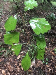 Crataegus pulcherrima