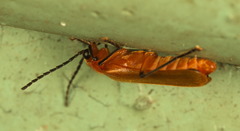 Macrosilis