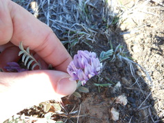 Astragalus lotiflorus