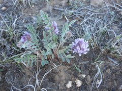 Astragalus lotiflorus