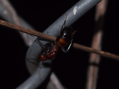 Camponotus nicobarensis