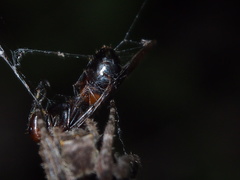 Camponotus nicobarensis
