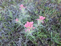 Castilleja purpurea