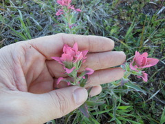Castilleja purpurea