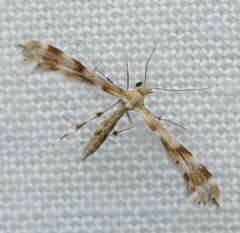 Trichoptilus ceramodes