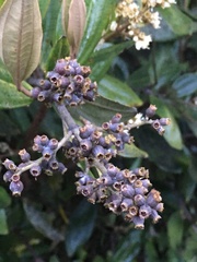 Miconia squamulosa