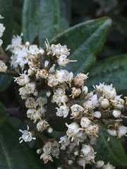 Miconia squamulosa