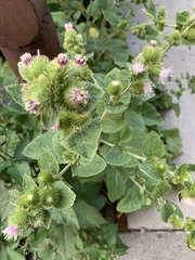 Arctium minus