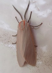 Pygarctia abdominalis