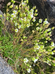 Mononeuria groenlandica