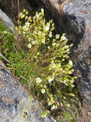 Mononeuria groenlandica