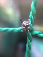 Alcimocoris japonensis