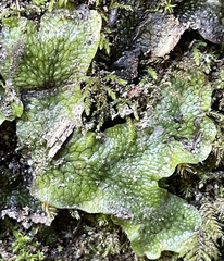 Conocephalum salebrosum