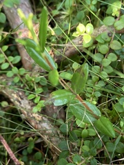 Kalmia polifolia