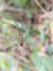 Leucauge