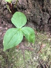 Trillium ovatum