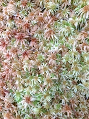 Sphagnum cristatum