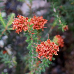 Erica stylaris