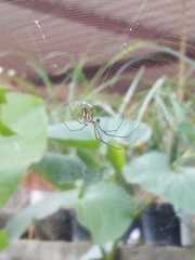 Leucauge