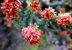 Erica stylaris