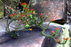 Erica stylaris